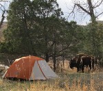 "Huff, huff" - Bison Grazing in Campground